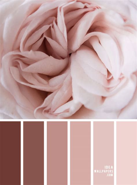 Blush Color Palette Procreate Swatches Shades Of Pink Cream Mauve Ipad Palette Hex Values