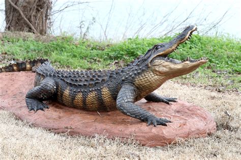 American Alligator - Waco Sculpture Zoo