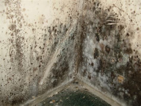 Mold Removal Services Yuma Yuma Remove Toxic Black Mold In Homes