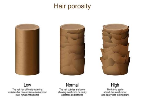 High Porosity Hair Vs Low Porosity Hair 7 Differences
