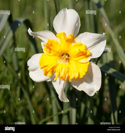 Side View Of Yellow And White Daffodil Hi Res Stock Photography And