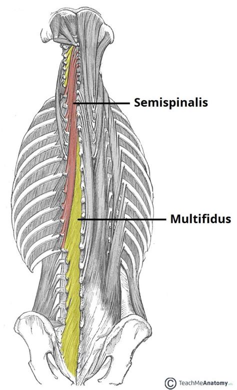 The Intrinsic Back Muscles - Attachments - Actions - TeachMeAnatomy