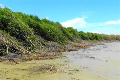 Nasib Pesisir Demak Hadapi Sampah Plastik Kerusakan Mangrove Dan