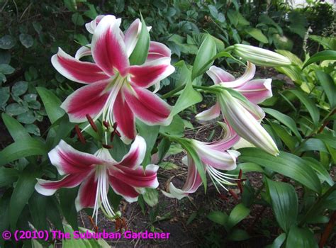 The Suburban Gardener Orienpet Lily Flashpoint