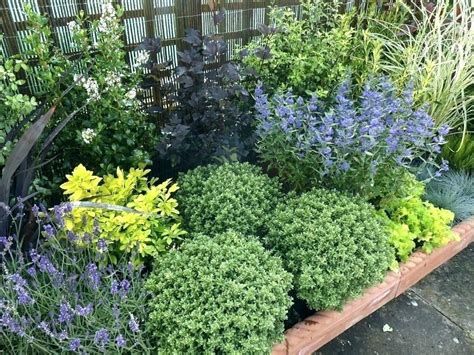 30 low maintenance small shrubs for front of house