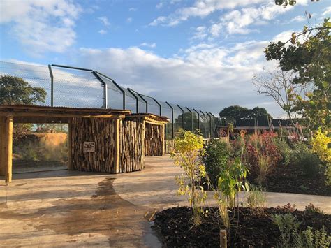 Gallery First Look At Chester Zoos New Lion Habitat Cheshire Live