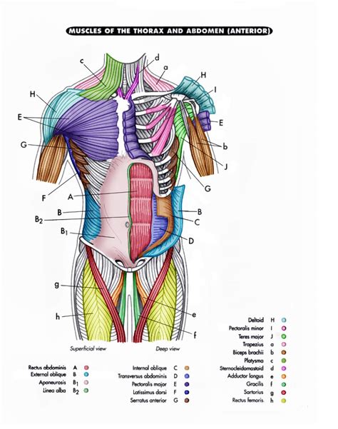 Complete Human Muscle Diagrams 2019 101 Diagrams