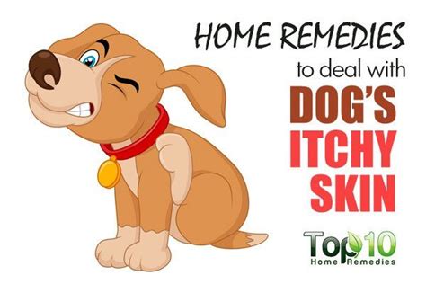 Home Remedies To Deal With Your Dogs Itchy Skin Top 10