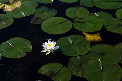 Photograph Of One Single Lotus Flower Among Lily Pads Nature Etsy