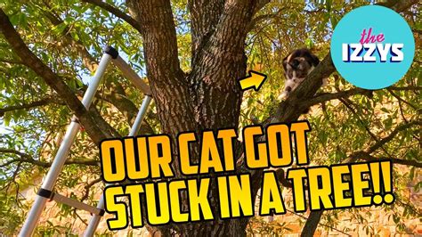 Our Cat Is Stuck In A Tree Youtube