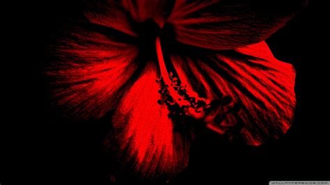 Dark Red Hibiscus Ultra Hd Desktop Background Wallpaper