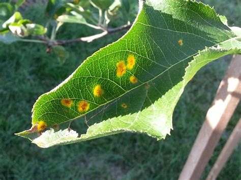 Why Are There Yellow Spots On The Leaves Of My Apple Tree 254038