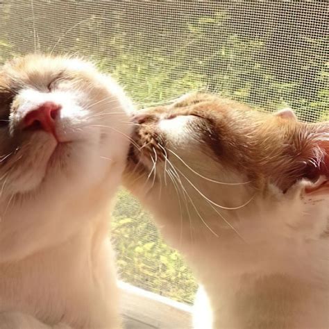 Cute Cat Couple Matching Pfps Kissing In 2022 Cat Profile Cute Cats
