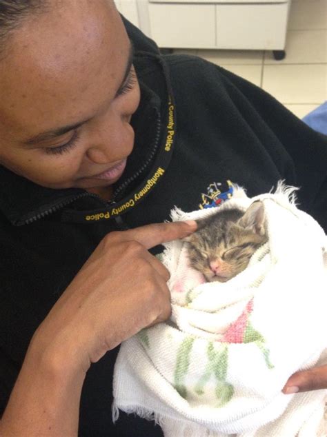 ‘kitten Season In Full Swing At Area Shelters Wtop News