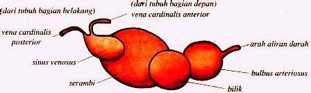Tubuh ayam ini relatif ramping dan kurus serta memiliki jengger. Sistem Peredaran Darah pada Hewan Beserta Gambarnya ...
