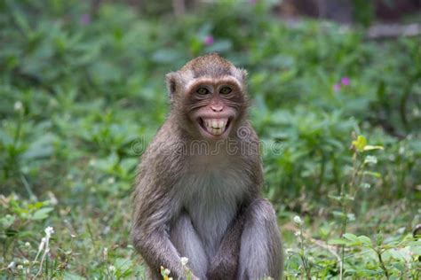 Angry Monkeys Stock Photo Image Of Thailand Monkey 59618160