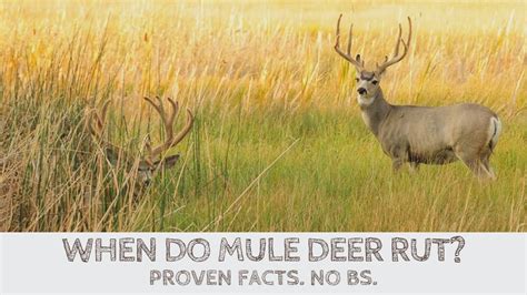 When Is Rut Season For Deer Most Hunters Have It Wrong Deer Mule
