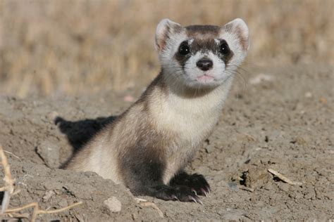 Black Footed Ferret Facts Habitat Diet Life Cycle Babies Pictures