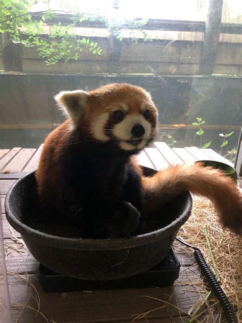 Panda Updates Wednesday June 5 Zoo Atlanta