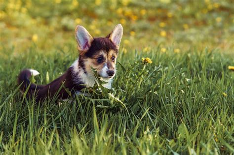 Portrait Of Curious Little Young Brown White Dog Welsh Pembroke Corgi