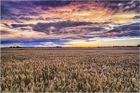 Wheat Field Under A Colorful Sunset Sedgwick County Ks