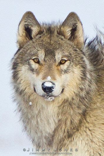 Jimmy Jones Photography Yellowstone Wolves Yellowstone Wolves