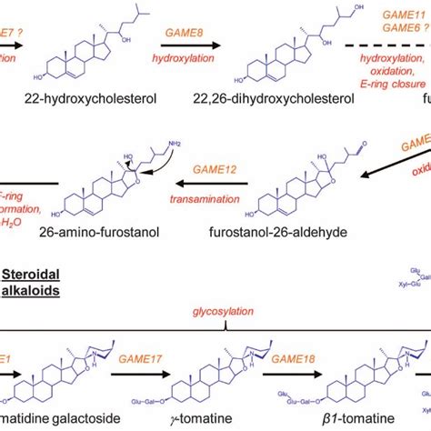 Biosynthesis Of Steroidal Alkaloids And Saponins In The Triter Penoid Download Scientific