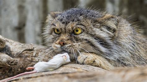 Manul Is A Rare Vicious Wild Mountain Cat And It Is The Most Furious