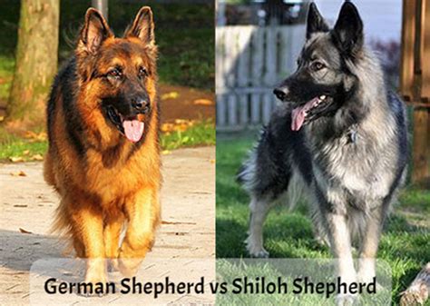 Shiloh Shepherd Vs German Shepherd Which One Is The Best