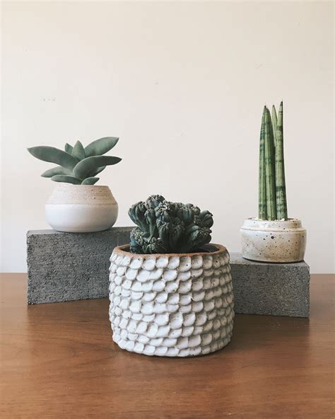 Handmade Ceramic Planters With Sansevieria And Cactus Plants Gina