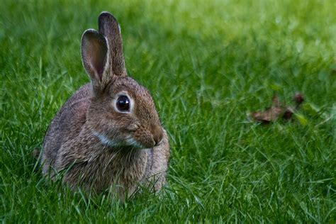 Hase Oder Kaninchen Foto And Bild Tiere Zoo Wildpark And Falknerei
