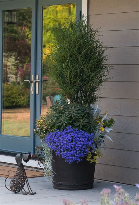 The deer eat the new growth on my english lavender so i don't get flowers until late in the summer. One of my deer resistant container designs featured in ...