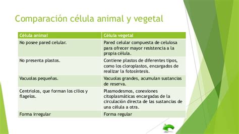 Cuadros Comparativos Entre Célula Animal Y Vegetal Para Descargar E