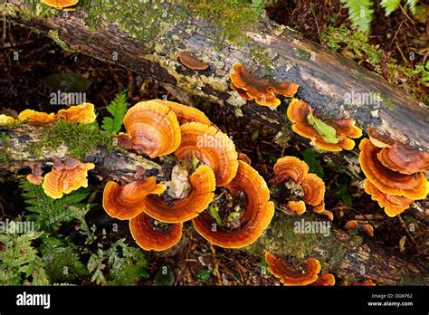 Unidentified Orange Coloured Bracket Fungi Growing On Decaying Timber