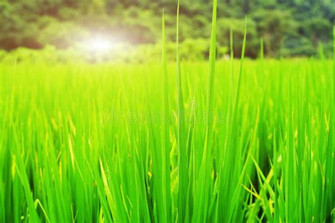 Sunlight Over Rice Field Stock Image Image Of Stunning 43816883