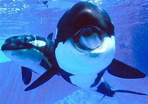 This Ones A Real Killer Baby Orcas Baby Animal Zoo