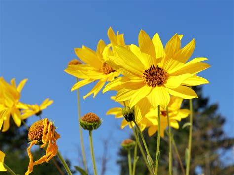 False Sunflower Care Learn About Growing Ox Eye Sunflowers