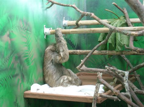 Sloth Sanctuary