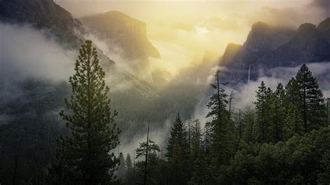 Foggy Forest Trees Mountain Nature Hd Wallpaper Peakpx