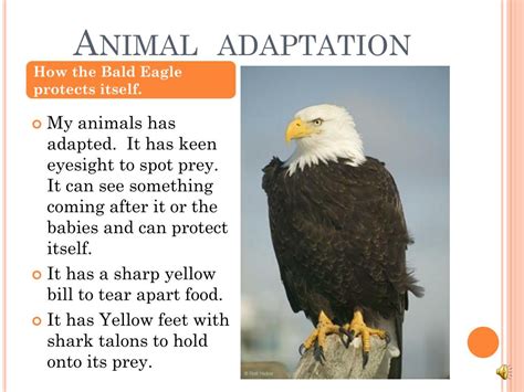 Ppt Bald Eagle Powerpoint Presentation Free Download Id3042104