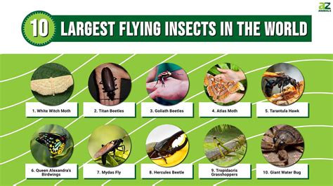 10 Of The Largest Flying Insects In The World A Z Animals
