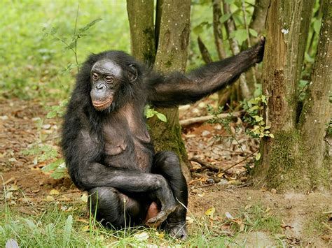 Nuestros Amables Bonobos La Nación