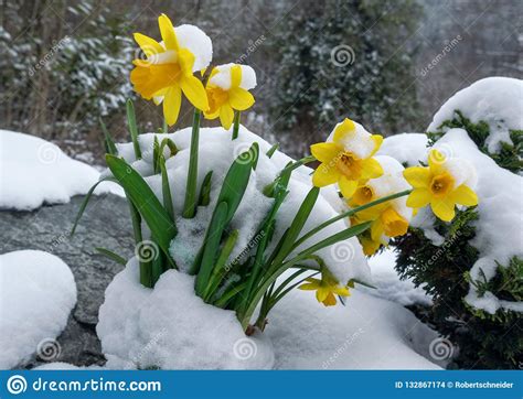 Daffodils In The Snow Stock Photo Image Of Botany Park 132867174