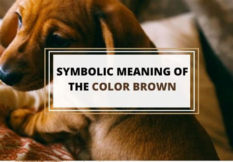 Symbolic Meaning Of The Color Brown Symbol Sage