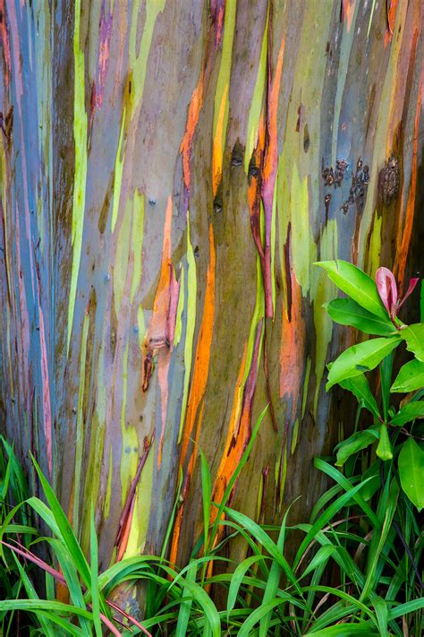 Rainbow Eucalyptus Trees Are One Of The Most Colorful