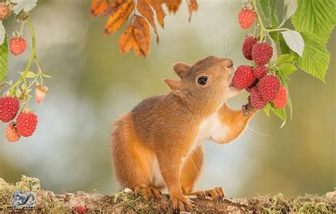 Cute Squirrel Eekhoorn 動物 可愛い 鼠
