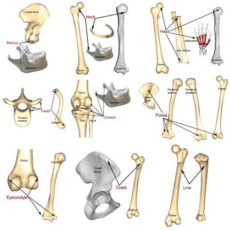 Bone Markings Processes And Cavities Human Anatomy And
