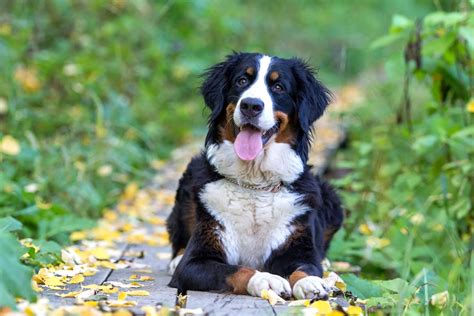 Der Berner Sennenhund Ein Gutmütiger Hund Aus Der Schweiz Im Portrait