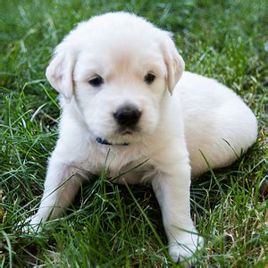 Our purebred puppies for sale includes the following: MA - Breeder Golden Retriever Puppies | Crane Hollow ...