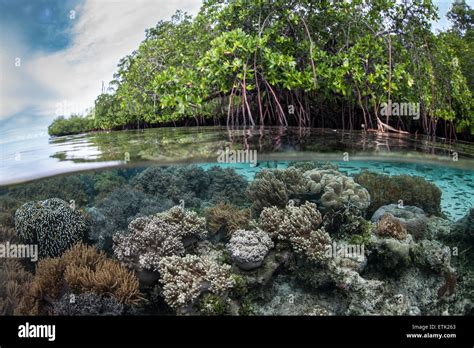 A Healthy Coral Reef Grows Along The Edge Of A Beautiful Mangrove